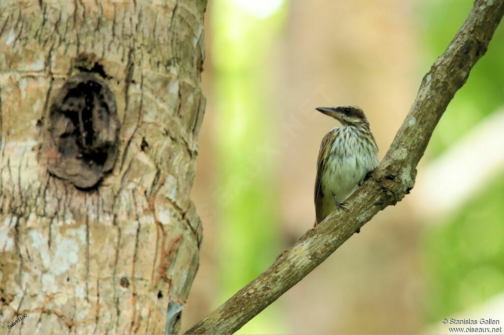 Streaked Flycatcheradult