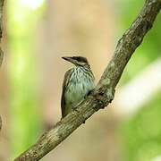 Streaked Flycatcher