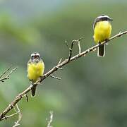 Rusty-margined Flycatcher