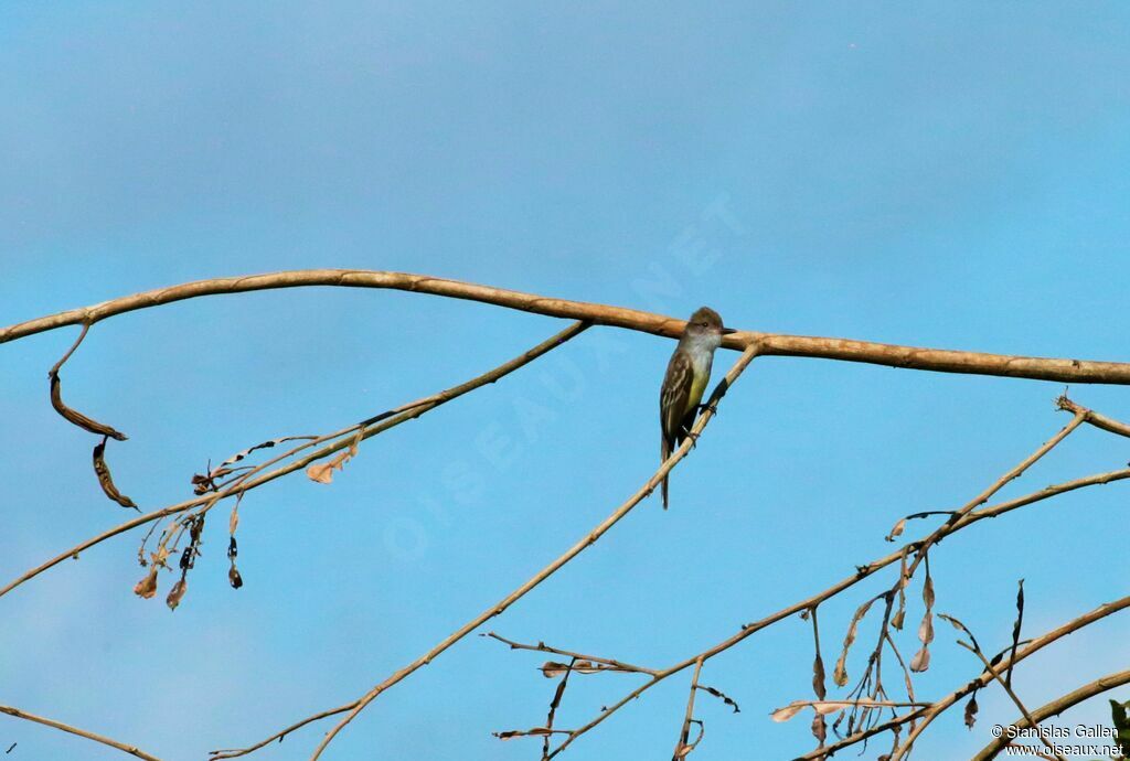 Brown-crested Flycatcheradult