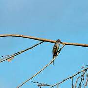 Brown-crested Flycatcher