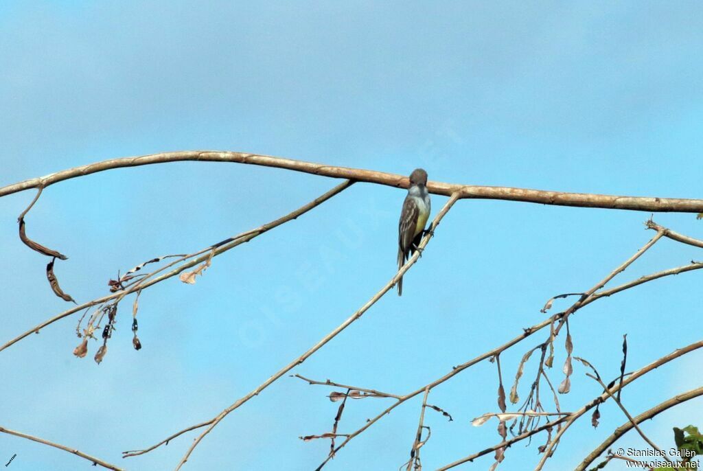 Brown-crested Flycatcheradult