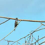 Brown-crested Flycatcher