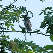 Brown-crested Flycatcher