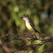 Brown-crested Flycatcher