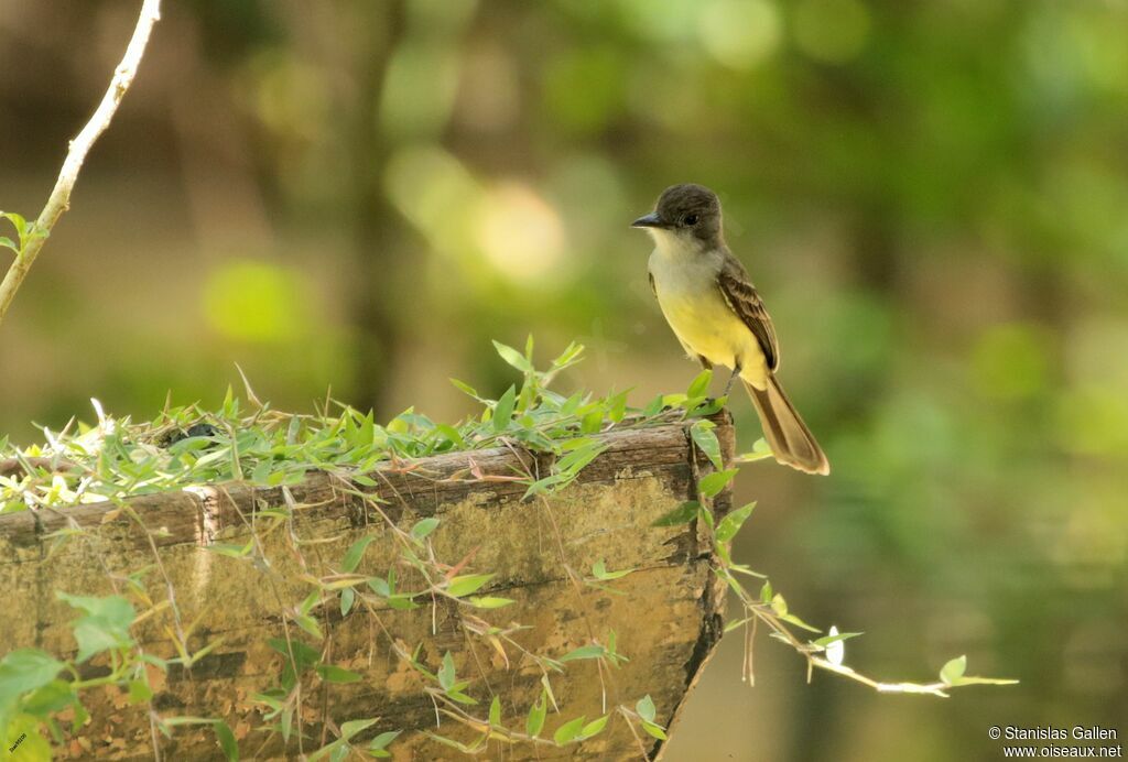 Short-crested Flycatcheradult