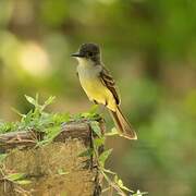 Short-crested Flycatcher