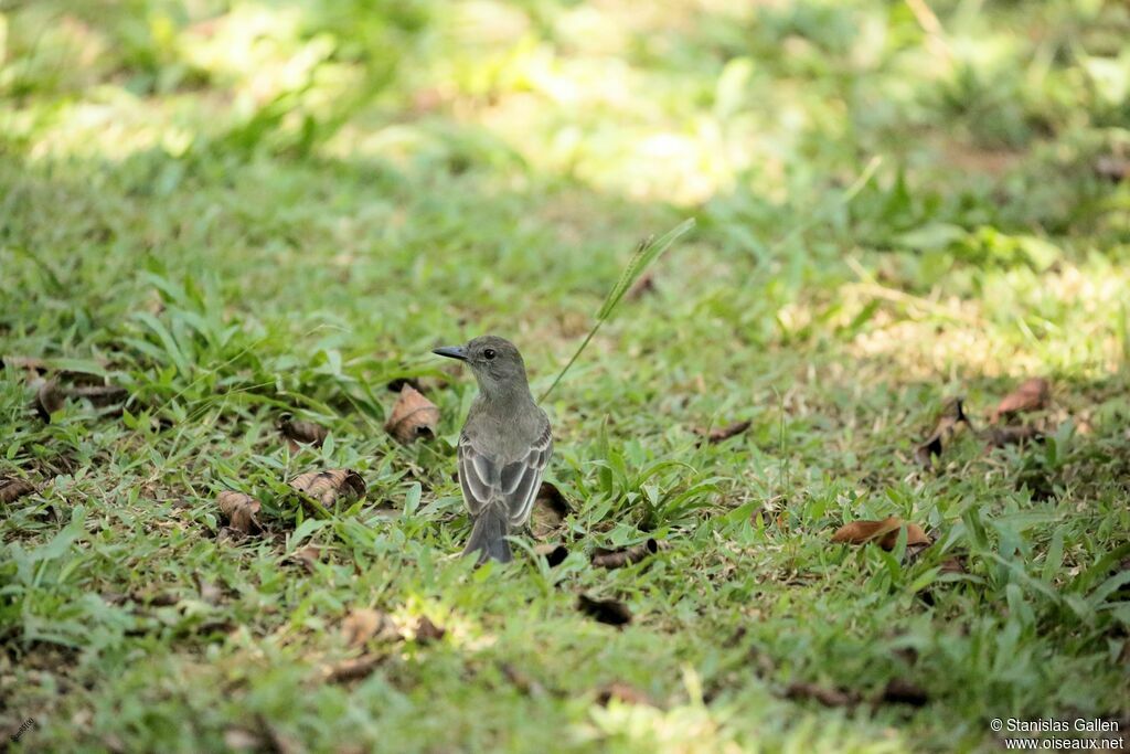 Short-crested Flycatcheradult, fishing/hunting