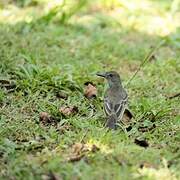 Short-crested Flycatcher