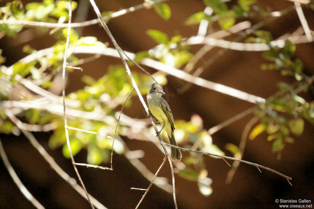 Short-crested Flycatcheradult