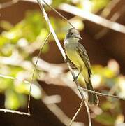 Short-crested Flycatcher