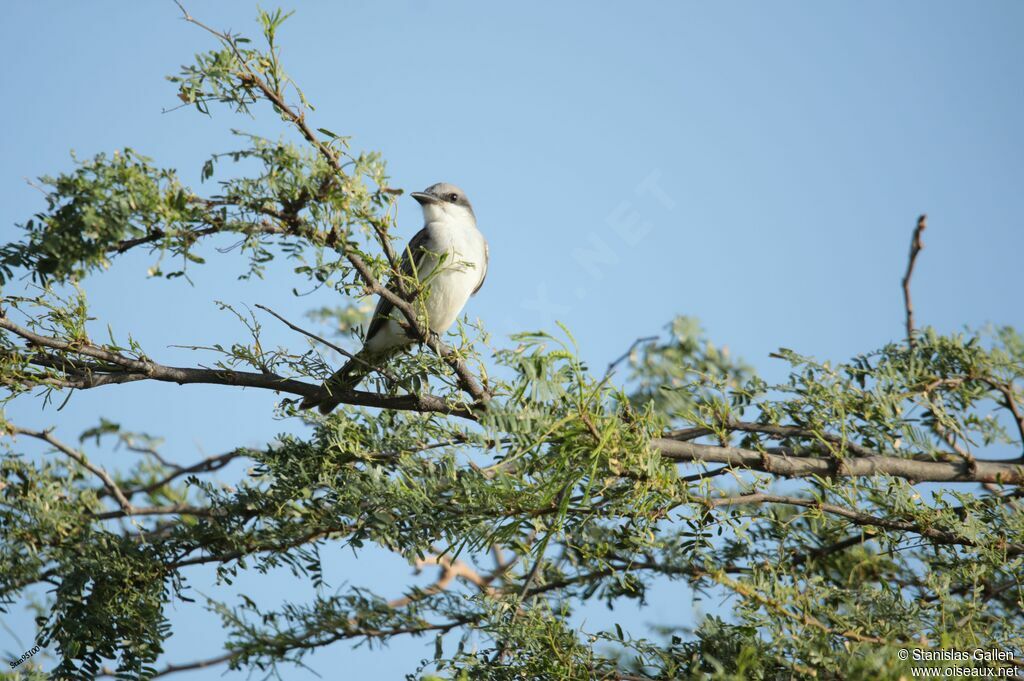 Grey Kingbirdadult