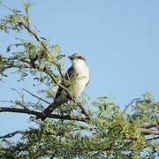 Grey Kingbird