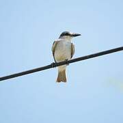 Grey Kingbird