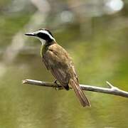 Lesser Kiskadee