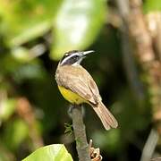 Lesser Kiskadee