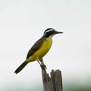 Lesser Kiskadee