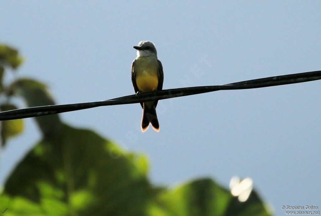 Tropical Kingbirdadult