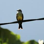 Tropical Kingbird