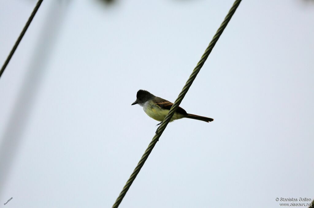 Dusky-capped Flycatcheradult