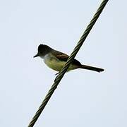 Dusky-capped Flycatcher