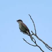 Piratic Flycatcher