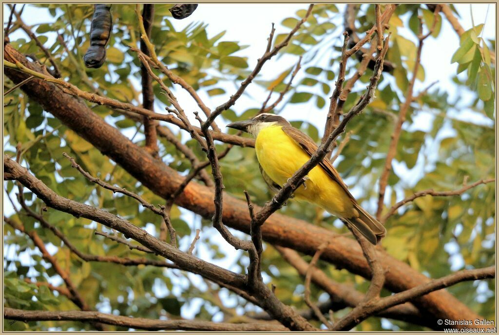 Boat-billed Flycatcheradult