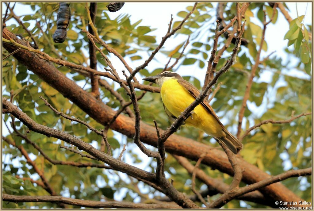 Boat-billed Flycatcheradult