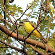 Boat-billed Flycatcher