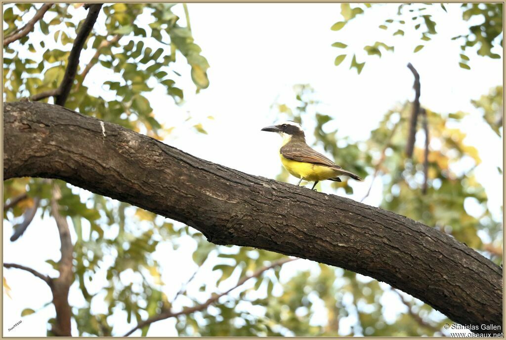 Boat-billed Flycatcheradult