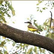 Boat-billed Flycatcher