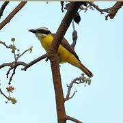 Boat-billed Flycatcher