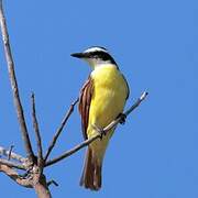 Great Kiskadee