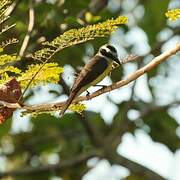 Great Kiskadee