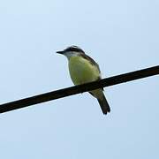 Great Kiskadee