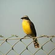 Social Flycatcher