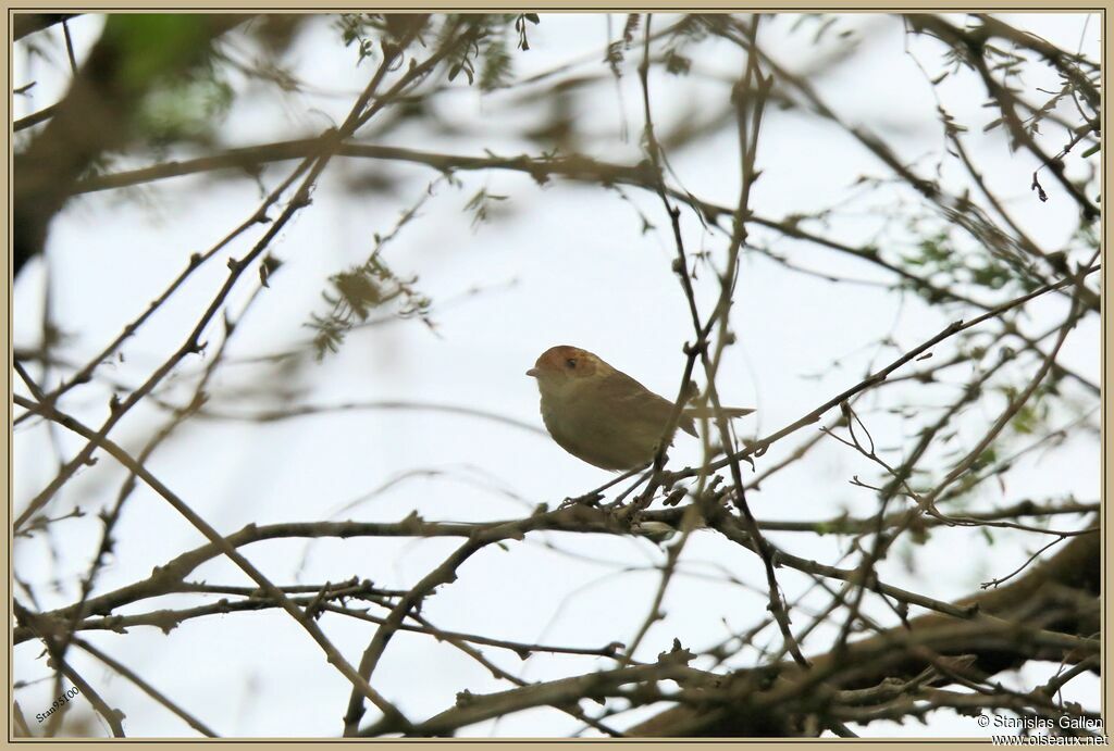 Fulvous-faced Scrub Tyrantadult