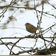 Fulvous-faced Scrub Tyrant