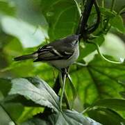 White-tailed Tyrannulet