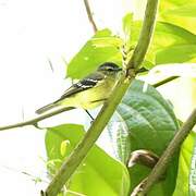 Black-capped Tyrannulet