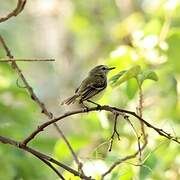 Northern Mouse-colored Tyrannulet