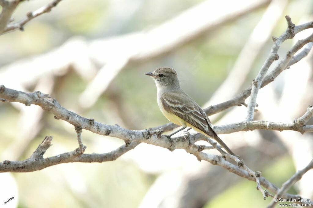 Northern Scrub Flycatcheradult