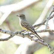 Northern Scrub Flycatcher