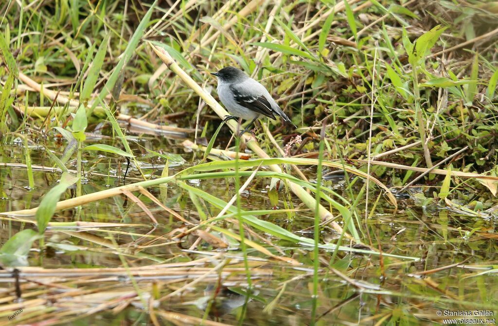 Tyranneau des torrentsadulte, pêche/chasse