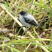 Torrent Tyrannulet