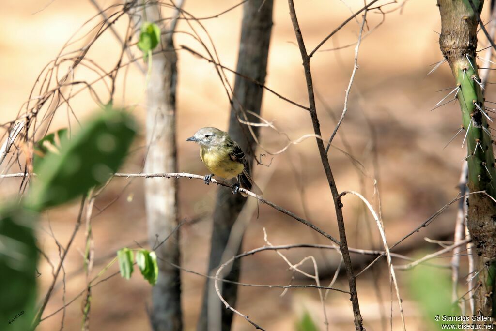 Pale-tipped Ineziaadult