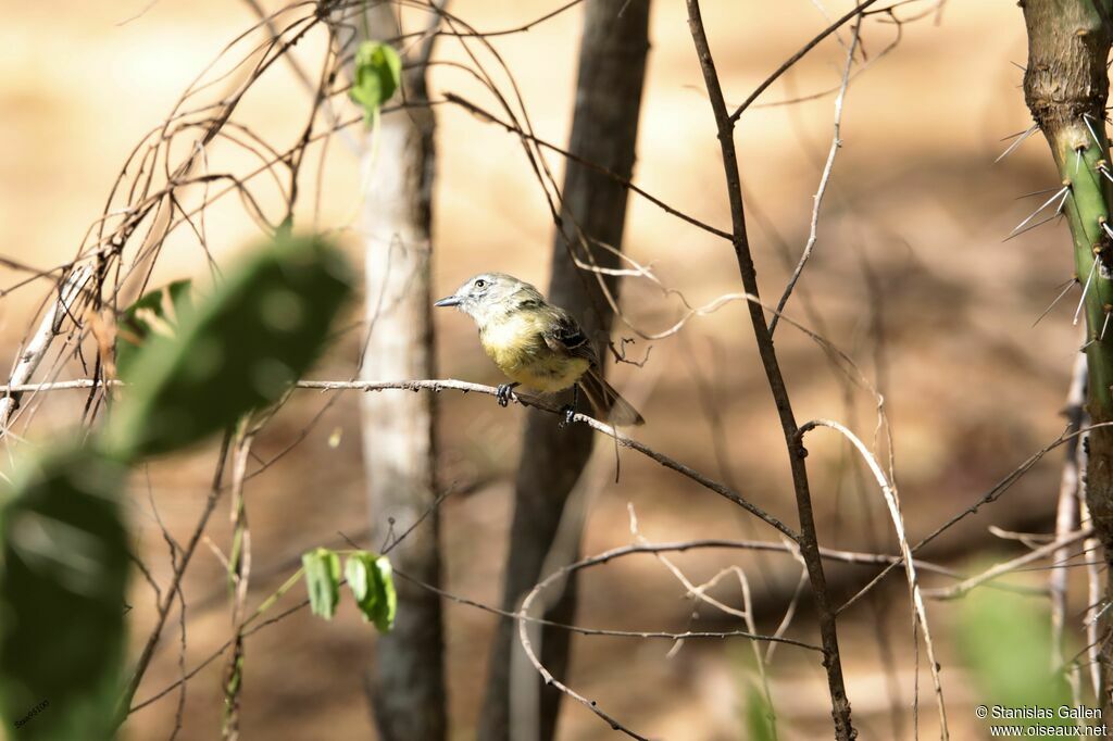 Pale-tipped Ineziaadult