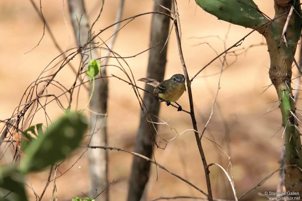 Pale-tipped Ineziaadult