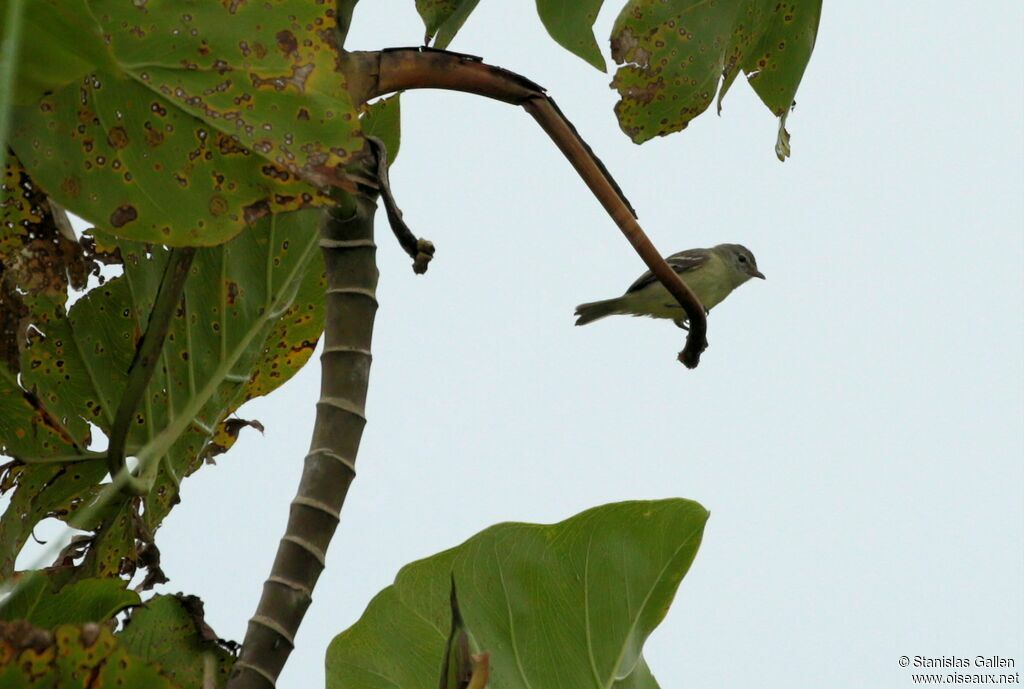 Tyranneau passegrisadulte