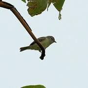 Southern Beardless Tyrannulet